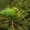 Kakariki zlutocely - Cyanoramphus auriceps - Yellow-crowned Parakeet - kakariki 3246